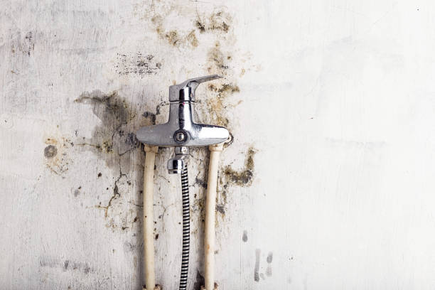 Best Professional Mold Removal  in Emsworth, PA