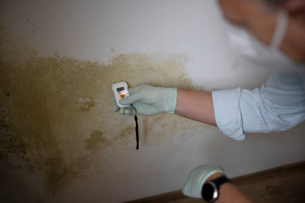 Best Mold Damage Repair  in Emsworth, PA