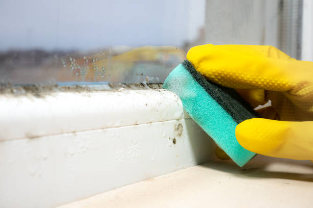 Best Certified Mold Removal  in Emsworth, PA