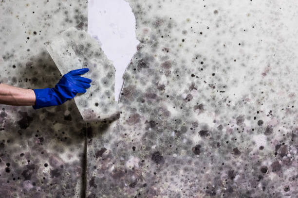 Best Fast Mold Removal  in Emsworth, PA