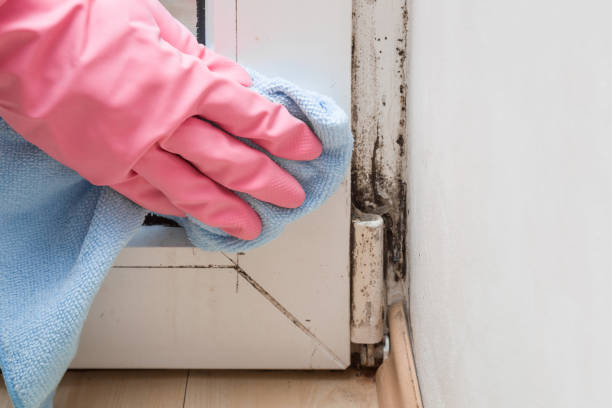 Best Mold Remediation Experts  in Emsworth, PA