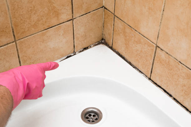 Best Residential Mold Removal  in Emsworth, PA